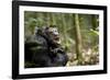 Africa, Uganda, Kibale National Park. A male chimpanzee looks up into the trees.-Kristin Mosher-Framed Photographic Print