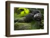 Africa, Uganda, Kibale National Park. A male chimpanzee lounges on a fallen log.-Kristin Mosher-Framed Photographic Print