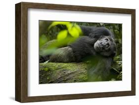 Africa, Uganda, Kibale National Park. A male chimpanzee lounges on a fallen log.-Kristin Mosher-Framed Photographic Print