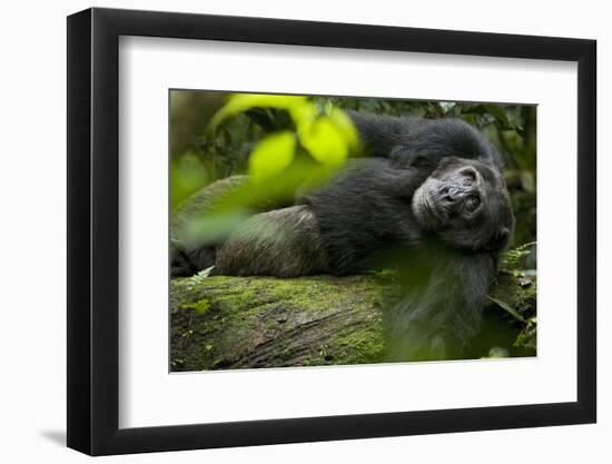 Africa, Uganda, Kibale National Park. A male chimpanzee lounges on a fallen log.-Kristin Mosher-Framed Photographic Print