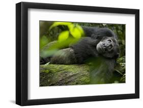 Africa, Uganda, Kibale National Park. A male chimpanzee lounges on a fallen log.-Kristin Mosher-Framed Photographic Print