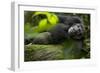 Africa, Uganda, Kibale National Park. A male chimpanzee lounges on a fallen log.-Kristin Mosher-Framed Photographic Print