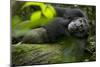 Africa, Uganda, Kibale National Park. A male chimpanzee lounges on a fallen log.-Kristin Mosher-Mounted Photographic Print