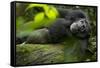 Africa, Uganda, Kibale National Park. A male chimpanzee lounges on a fallen log.-Kristin Mosher-Framed Stretched Canvas