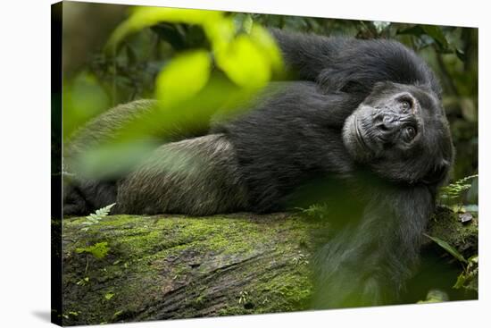 Africa, Uganda, Kibale National Park. A male chimpanzee lounges on a fallen log.-Kristin Mosher-Stretched Canvas