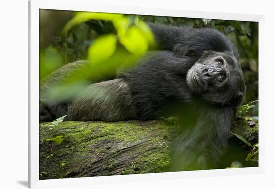 Africa, Uganda, Kibale National Park. A male chimpanzee lounges on a fallen log.-Kristin Mosher-Framed Photographic Print