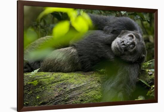 Africa, Uganda, Kibale National Park. A male chimpanzee lounges on a fallen log.-Kristin Mosher-Framed Photographic Print