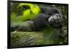 Africa, Uganda, Kibale National Park. A male chimpanzee lounges on a fallen log.-Kristin Mosher-Framed Photographic Print