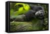 Africa, Uganda, Kibale National Park. A male chimpanzee lounges on a fallen log.-Kristin Mosher-Framed Stretched Canvas