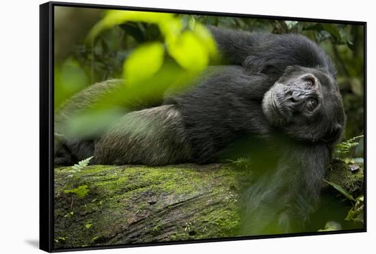 Africa, Uganda, Kibale National Park. A male chimpanzee lounges on a fallen log.-Kristin Mosher-Framed Stretched Canvas