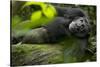 Africa, Uganda, Kibale National Park. A male chimpanzee lounges on a fallen log.-Kristin Mosher-Stretched Canvas