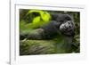 Africa, Uganda, Kibale National Park. A male chimpanzee lounges on a fallen log.-Kristin Mosher-Framed Photographic Print