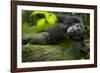 Africa, Uganda, Kibale National Park. A male chimpanzee lounges on a fallen log.-Kristin Mosher-Framed Photographic Print