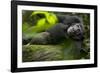 Africa, Uganda, Kibale National Park. A male chimpanzee lounges on a fallen log.-Kristin Mosher-Framed Photographic Print