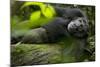 Africa, Uganda, Kibale National Park. A male chimpanzee lounges on a fallen log.-Kristin Mosher-Mounted Photographic Print