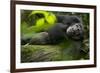 Africa, Uganda, Kibale National Park. A male chimpanzee lounges on a fallen log.-Kristin Mosher-Framed Photographic Print