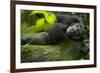 Africa, Uganda, Kibale National Park. A male chimpanzee lounges on a fallen log.-Kristin Mosher-Framed Premium Photographic Print