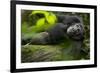 Africa, Uganda, Kibale National Park. A male chimpanzee lounges on a fallen log.-Kristin Mosher-Framed Premium Photographic Print