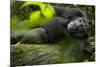 Africa, Uganda, Kibale National Park. A male chimpanzee lounges on a fallen log.-Kristin Mosher-Mounted Premium Photographic Print