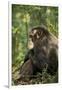 Africa, Uganda, Kibale National Park. A male chimpanzee observing his surroundings.-Kristin Mosher-Framed Photographic Print