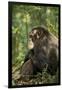 Africa, Uganda, Kibale National Park. A male chimpanzee observing his surroundings.-Kristin Mosher-Framed Photographic Print