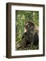 Africa, Uganda, Kibale National Park. A male chimpanzee observing his surroundings.-Kristin Mosher-Framed Photographic Print