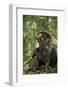 Africa, Uganda, Kibale National Park. A male chimpanzee observing his surroundings.-Kristin Mosher-Framed Photographic Print