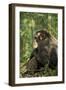 Africa, Uganda, Kibale National Park. A male chimpanzee observing his surroundings.-Kristin Mosher-Framed Photographic Print