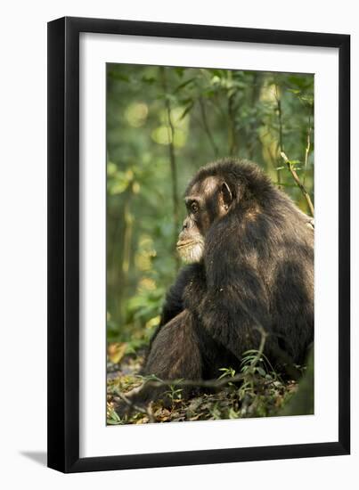 Africa, Uganda, Kibale National Park. A male chimpanzee observing his surroundings.-Kristin Mosher-Framed Photographic Print