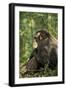 Africa, Uganda, Kibale National Park. A male chimpanzee observing his surroundings.-Kristin Mosher-Framed Photographic Print