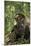 Africa, Uganda, Kibale National Park. A male chimpanzee observing his surroundings.-Kristin Mosher-Mounted Photographic Print