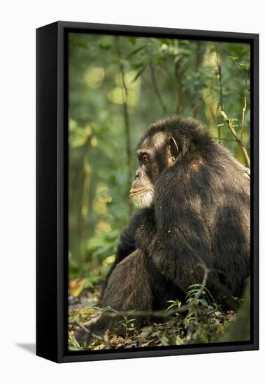 Africa, Uganda, Kibale National Park. A male chimpanzee observing his surroundings.-Kristin Mosher-Framed Stretched Canvas