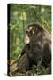 Africa, Uganda, Kibale National Park. A male chimpanzee observing his surroundings.-Kristin Mosher-Stretched Canvas