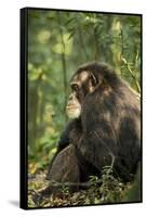 Africa, Uganda, Kibale National Park. A male chimpanzee observing his surroundings.-Kristin Mosher-Framed Stretched Canvas