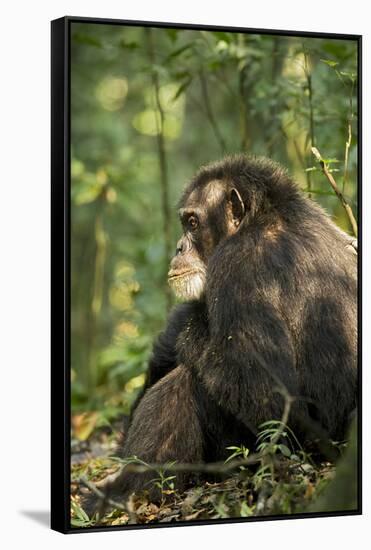 Africa, Uganda, Kibale National Park. A male chimpanzee observing his surroundings.-Kristin Mosher-Framed Stretched Canvas