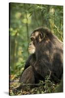 Africa, Uganda, Kibale National Park. A male chimpanzee observing his surroundings.-Kristin Mosher-Stretched Canvas