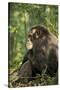 Africa, Uganda, Kibale National Park. A male chimpanzee observing his surroundings.-Kristin Mosher-Stretched Canvas