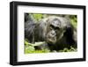 Africa, Uganda, Kibale National Park. A male chimpanzee relaxes as he is groomed.-Kristin Mosher-Framed Photographic Print