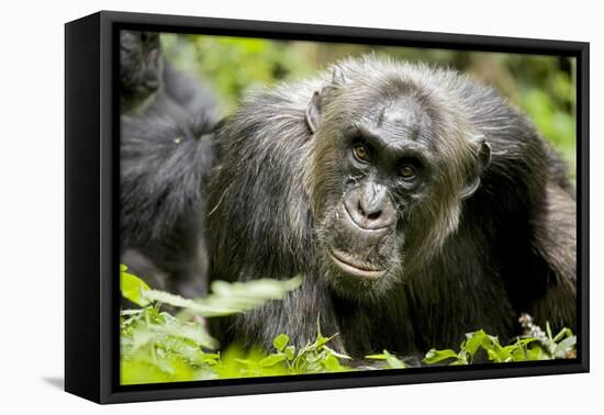 Africa, Uganda, Kibale National Park. A male chimpanzee relaxes as he is groomed.-Kristin Mosher-Framed Stretched Canvas