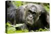 Africa, Uganda, Kibale National Park. A male chimpanzee relaxes as he is groomed.-Kristin Mosher-Stretched Canvas