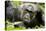 Africa, Uganda, Kibale National Park. A male chimpanzee relaxes as he is groomed.-Kristin Mosher-Stretched Canvas