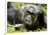 Africa, Uganda, Kibale National Park. A male chimpanzee relaxes as he is groomed.-Kristin Mosher-Framed Photographic Print