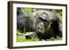 Africa, Uganda, Kibale National Park. A male chimpanzee relaxes as he is groomed.-Kristin Mosher-Framed Photographic Print