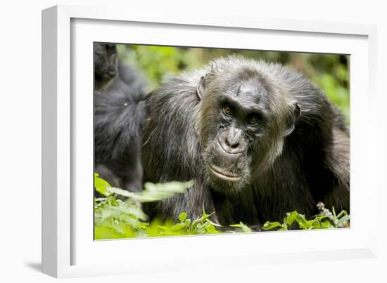 Africa, Uganda, Kibale National Park. A male chimpanzee relaxes as he is groomed.-Kristin Mosher-Framed Photographic Print