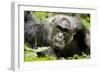 Africa, Uganda, Kibale National Park. A male chimpanzee relaxes as he is groomed.-Kristin Mosher-Framed Photographic Print