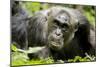 Africa, Uganda, Kibale National Park. A male chimpanzee relaxes as he is groomed.-Kristin Mosher-Mounted Photographic Print