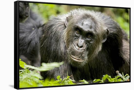 Africa, Uganda, Kibale National Park. A male chimpanzee relaxes as he is groomed.-Kristin Mosher-Framed Stretched Canvas