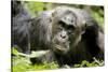 Africa, Uganda, Kibale National Park. A male chimpanzee relaxes as he is groomed.-Kristin Mosher-Stretched Canvas