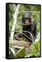 Africa, Uganda, Kibale National Park. A playful and curious infant chimpanzee.-Kristin Mosher-Framed Stretched Canvas