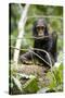 Africa, Uganda, Kibale National Park. A playful and curious infant chimpanzee.-Kristin Mosher-Stretched Canvas